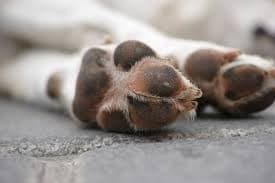 Cachorro morre após tutor deixar dias sem comida e acorrentado