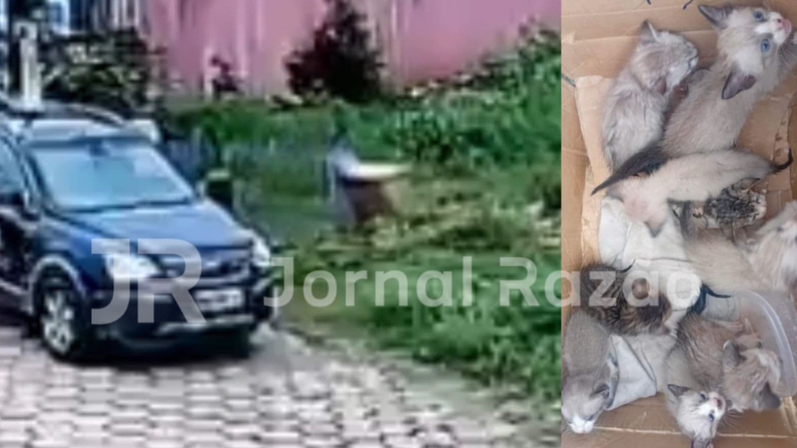 “Largou pra morrer”: mulher é flagrada abandonando filhotinhos de gato em SC