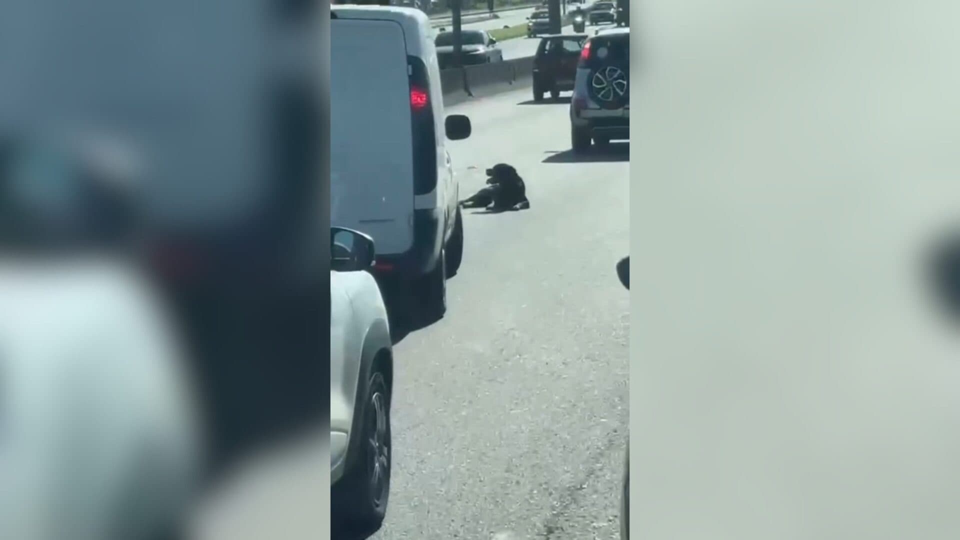 “Dormindo em serviço”: cachorro deita no meio da BR-101 e vira estrela da rodovia