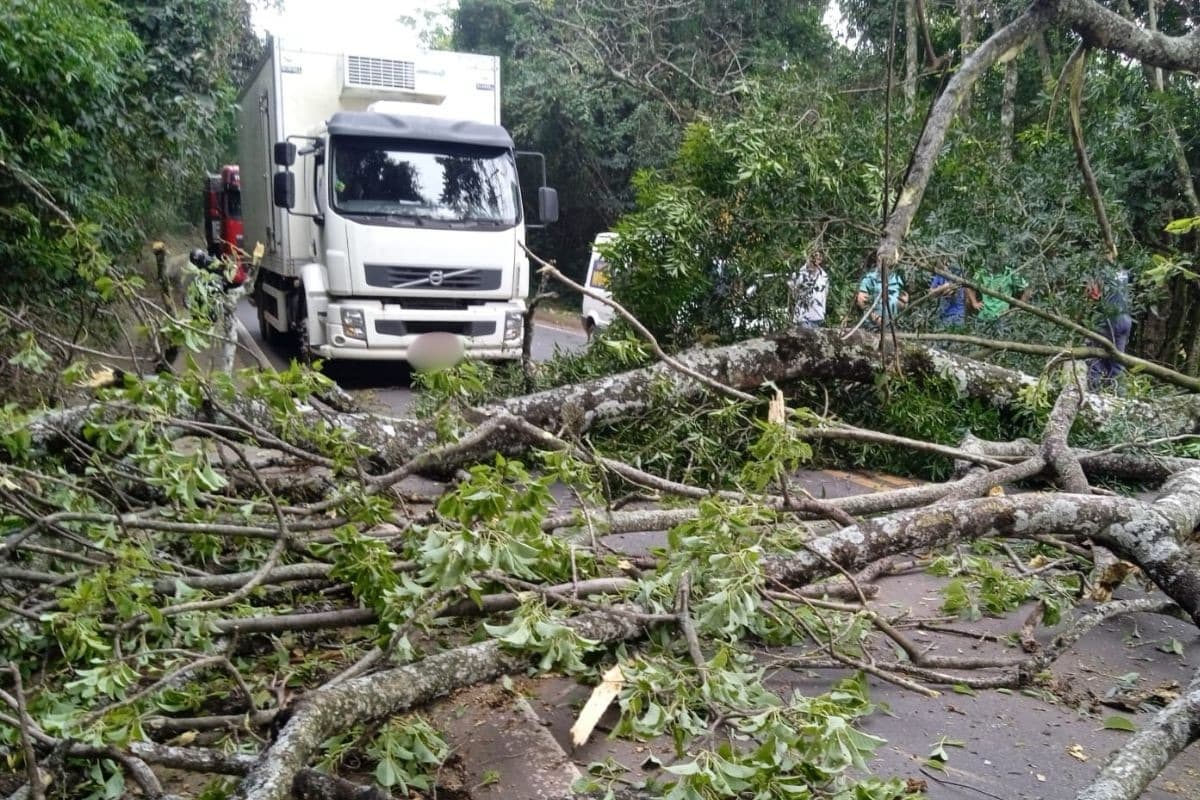 Árvore despenca em carro e motorista fica com suspeita de traumatismo craniano em SC