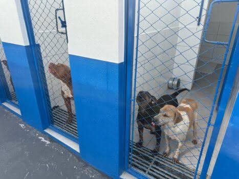 Prefeitura de Itapema entrega novo espaço para acolhimento de animais