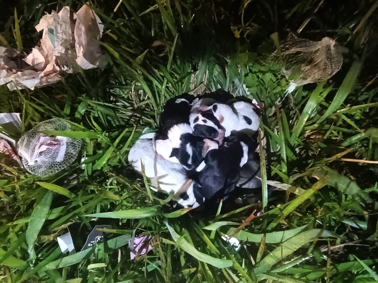 Filhotes abandonados em bueiro são salvos por moradora e bombeira comunitária 
