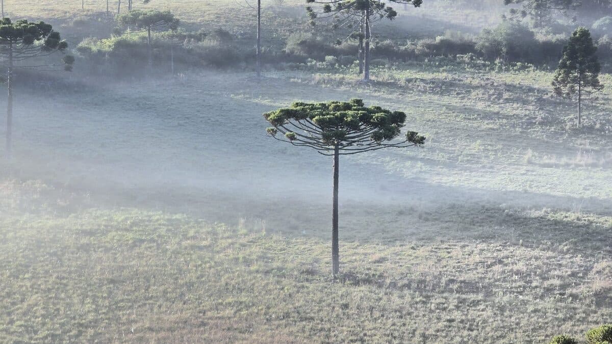 Amanhecer branco: geada transforma serra catarinense em cenário de inverno
