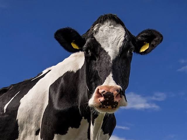 Homem furta vaca, abate no quintal da mãe e dorme ao lado da carcaça