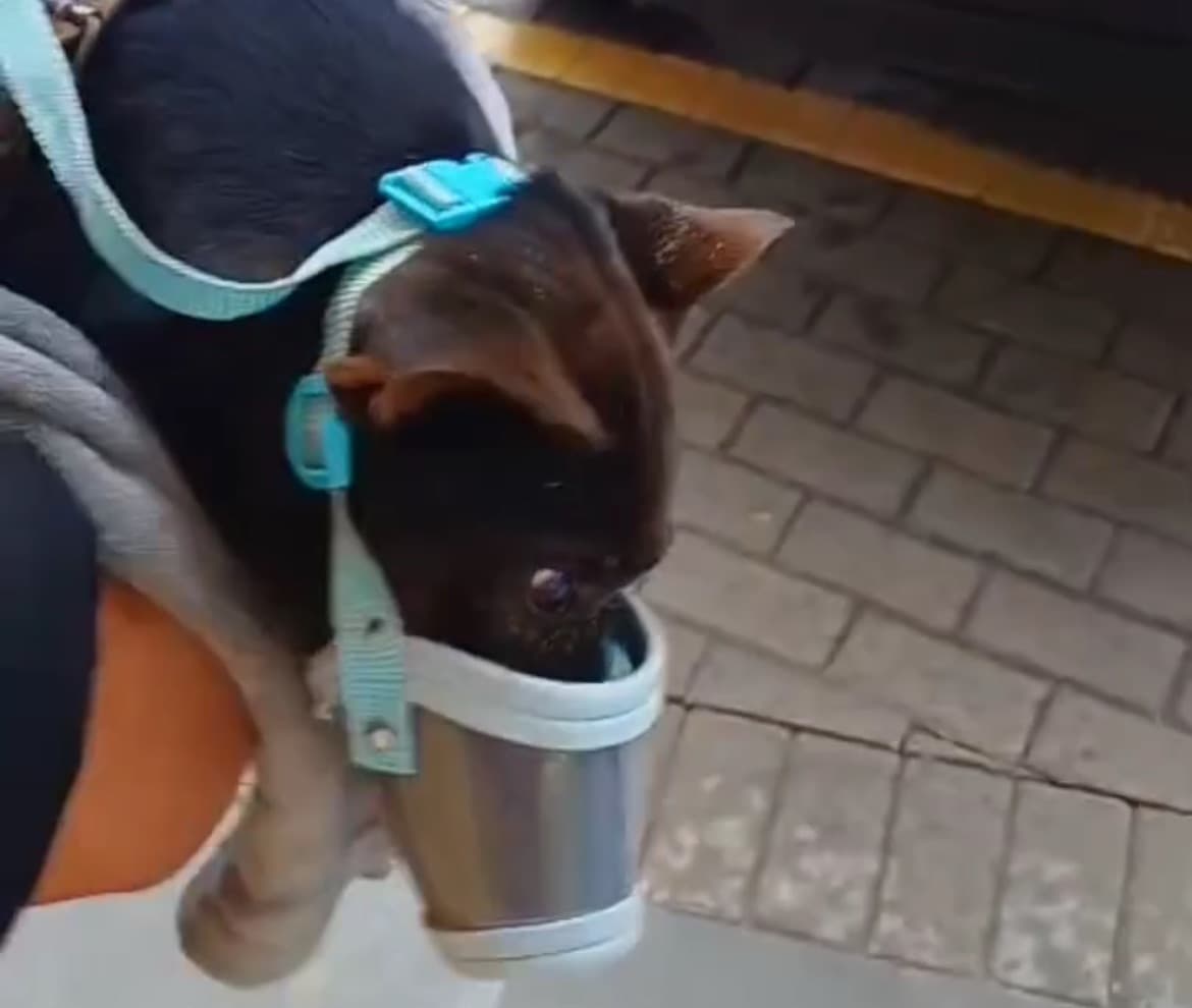 Após ser atropelado e deixado para trás, cão é resgatado no sul da Ilha e ganha novo lar