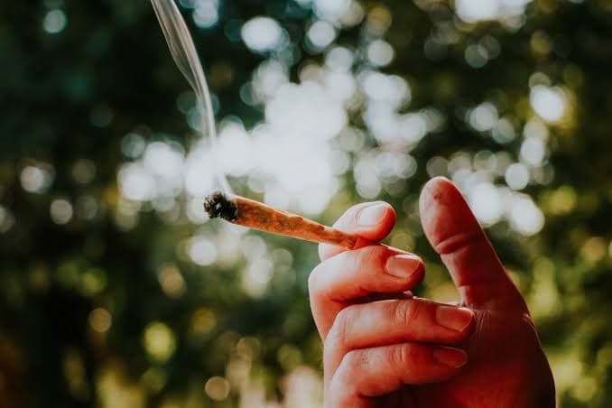 Após STF descriminalizar porte de maconha, SC aprova multa de R$ 1,5 mil para uso em locais públicos