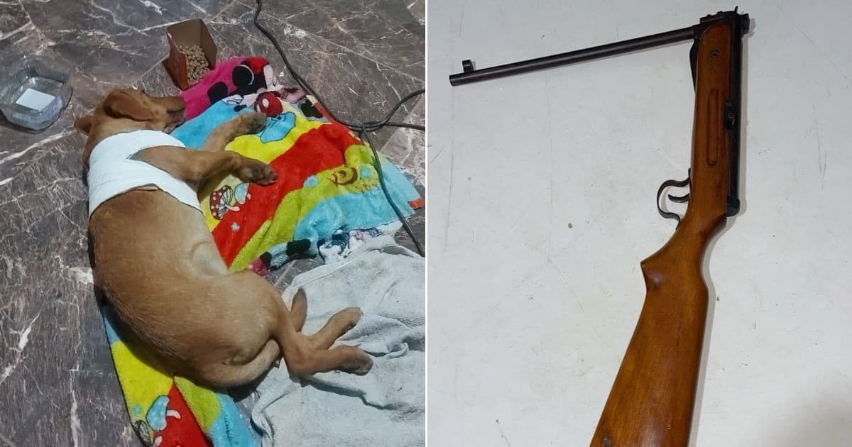 “Era ele ou minhas galinhas”: homem atira em cachorro e acaba preso em Itajaí