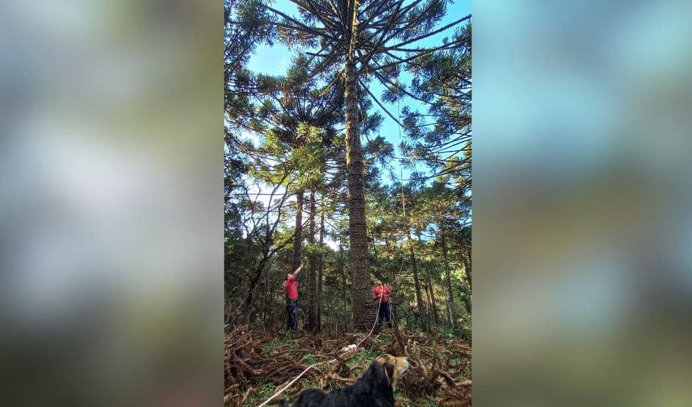 Jovem desmaia no alto de pinheiro e fica preso por 5 horas em SC