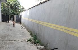 Cadela foge e outra é resgatada em casa já denunciada por maus-tratos em Balneário Camboriú