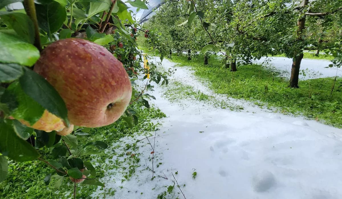 Tempestade de granizo atinge pomares de maçã em plena colheita em SC