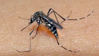 Terceira morte por chikungunya é confirmada em município catarinense