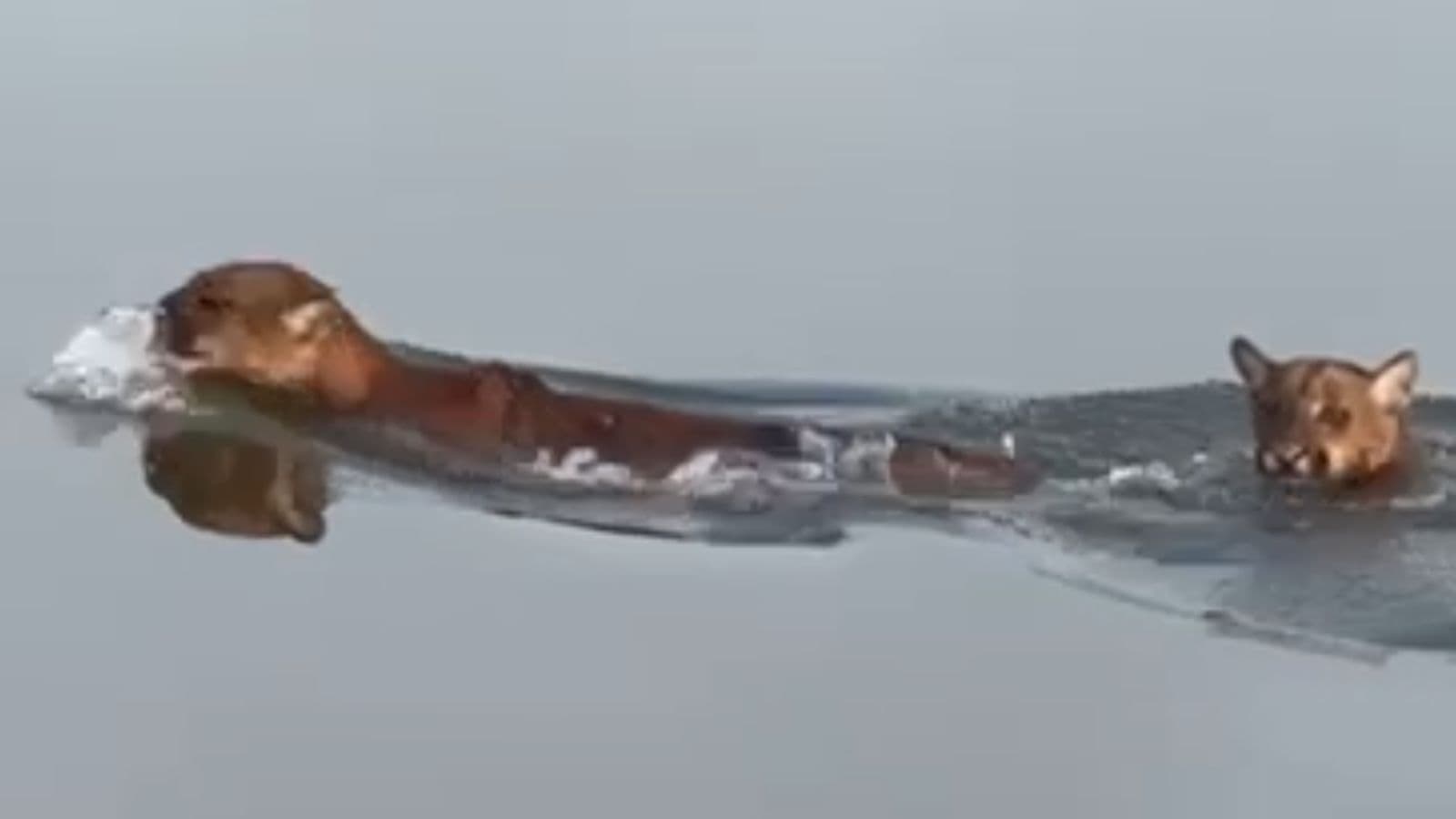 Amigos registram onças nadando ao lado do barco durante pescaria em Santa Catarina