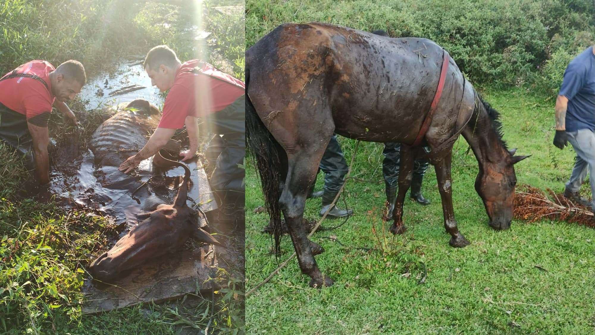 Égua debilitada é retirada de vala após horas de sofrimento em São José