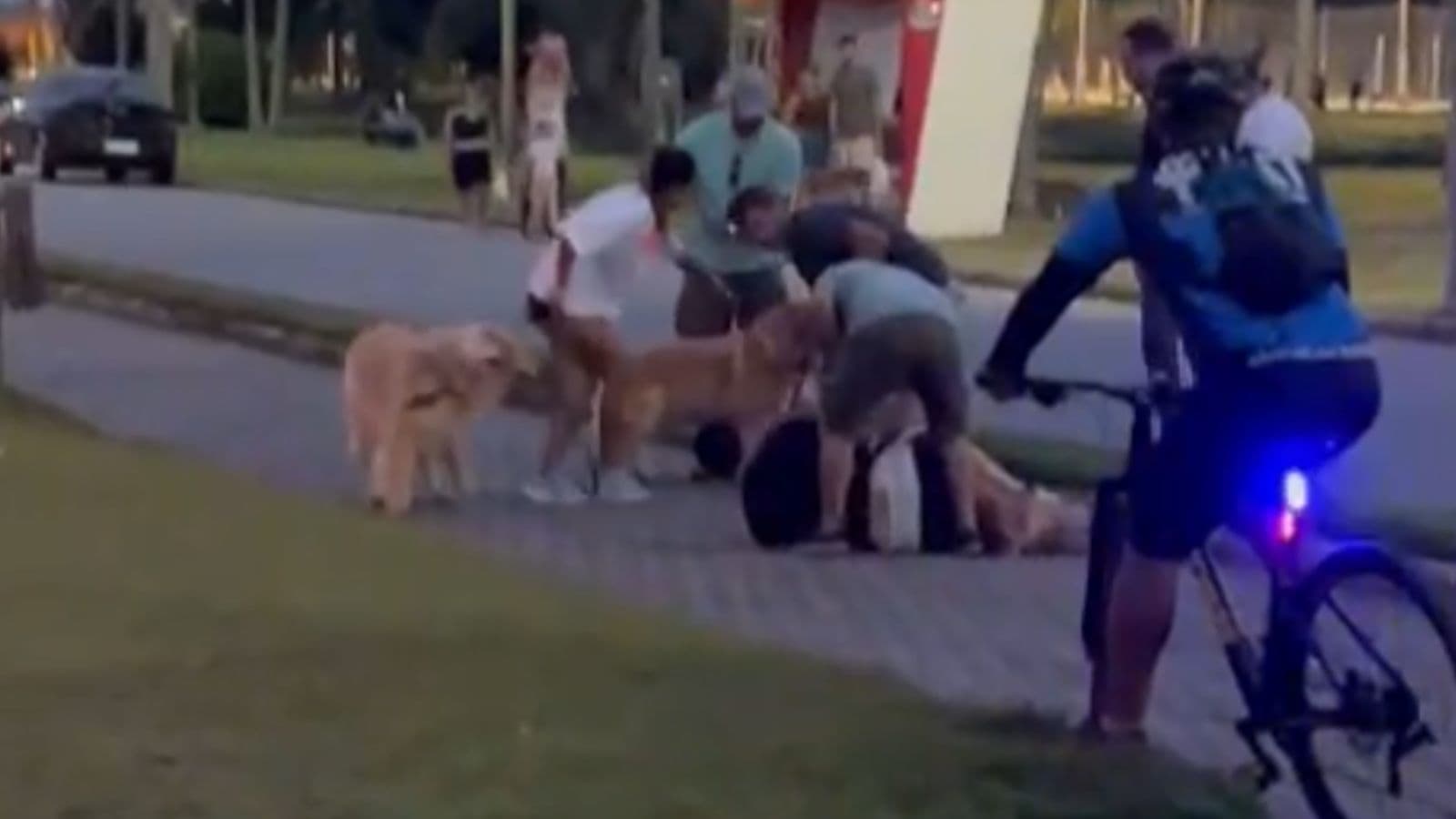 Pânico em Tijucas: pitbull foge e morde homem que tentava proteger esposa grávida