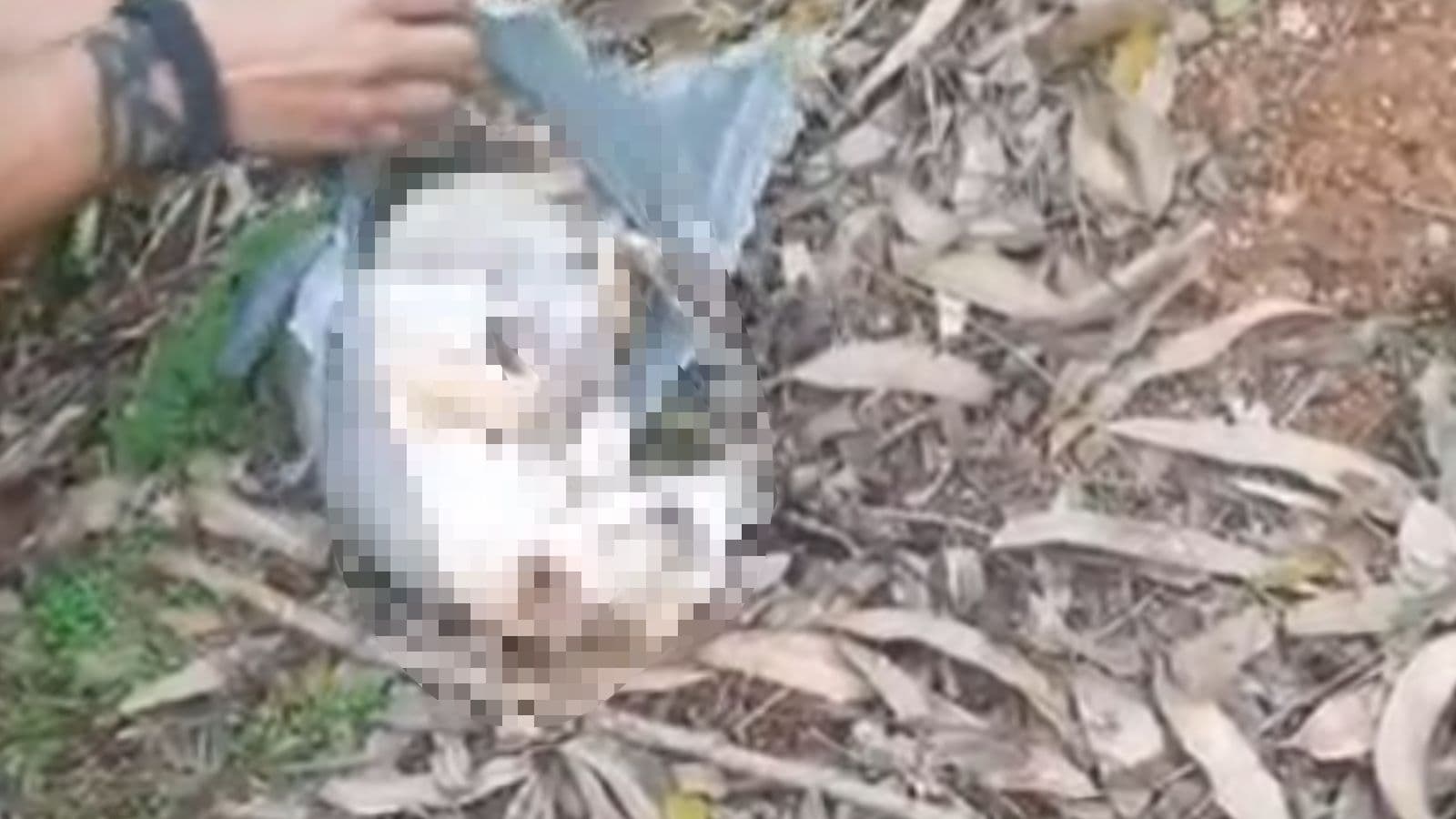 “ELE ESTRAGOU MINHA MOTO”: Homem confessa ter espancado cachorro até quase a morte