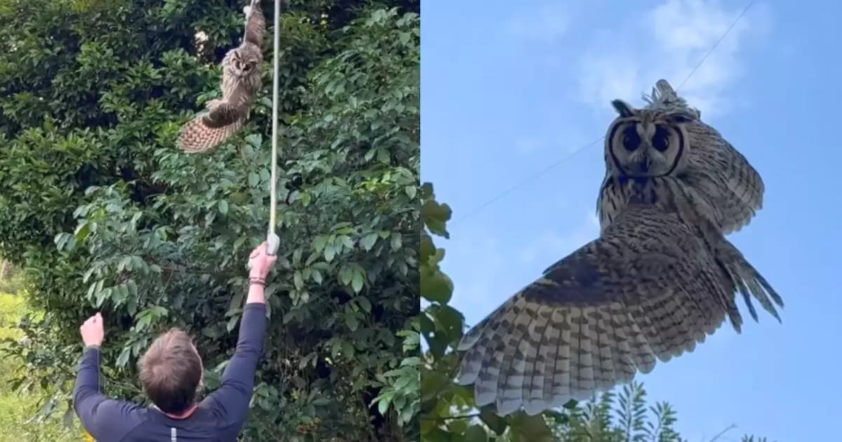Biólogo se emociona ao resgatar coruja presa em linha de pipa com cerol em SC