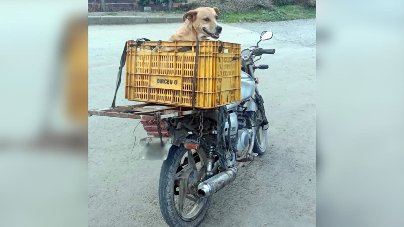 Cachorro caramelo em caixa de feira chama atenção da polícia e moto acaba apreendida em SC