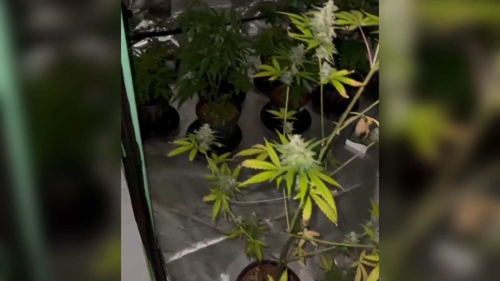 Polícia Civil encontra estufa de drogas e apreende armas em Santa Catarina