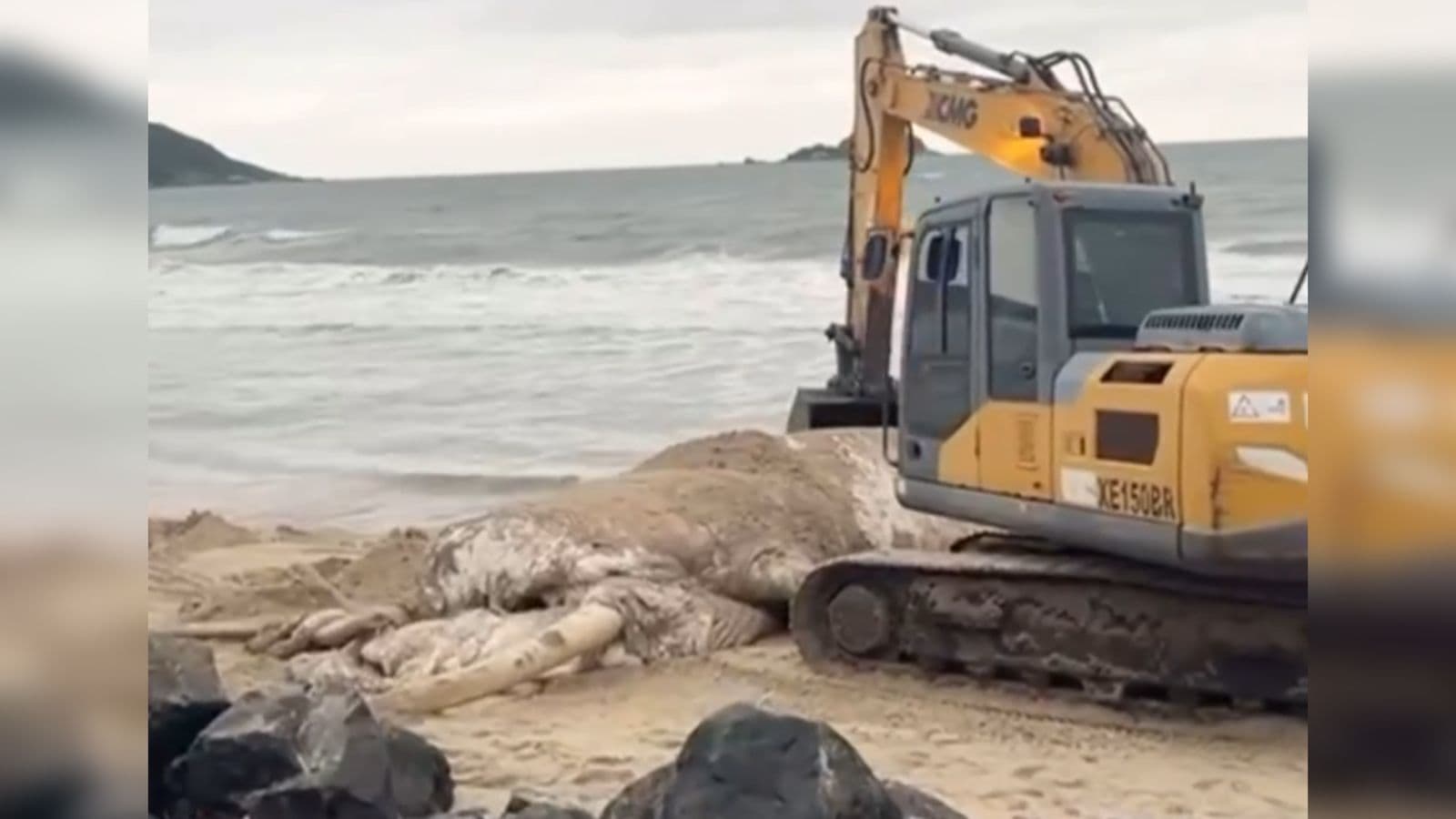 Baleia-jubarte é encontrada morta em praia de Santa Catarina