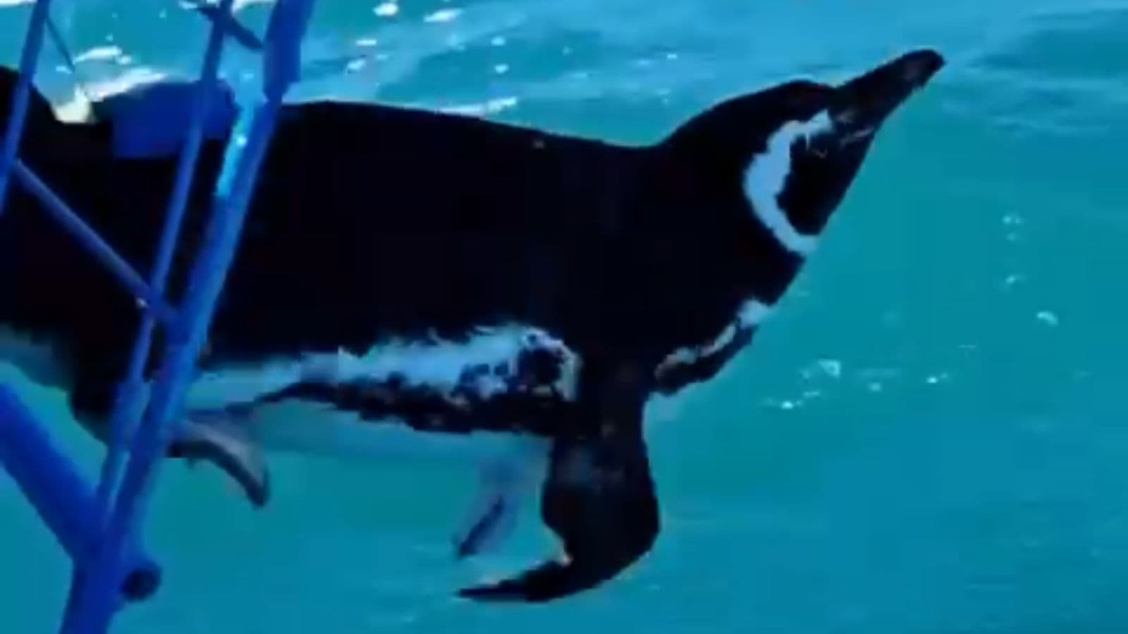 Pinguins resgatados são devolvidos ao mar em Florianópolis