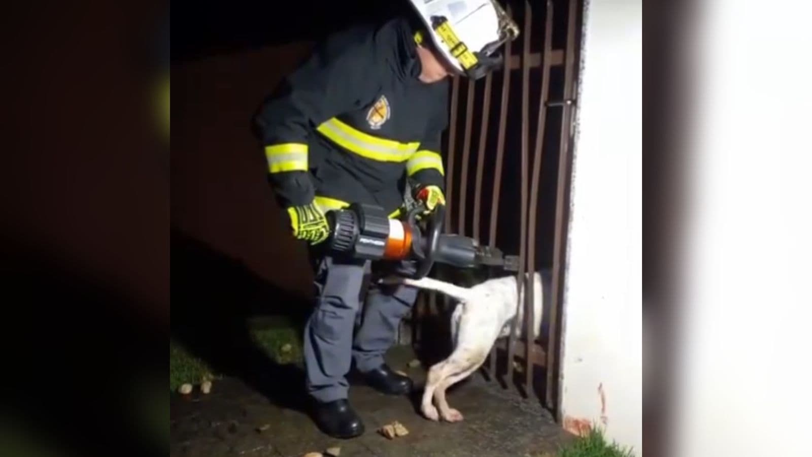 Bombeiros usam ferramenta especial para resgatar cadela presa em grade de portão