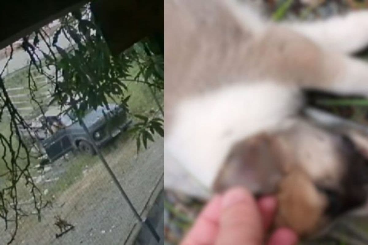 Homem abandona cadela e filhotes cheios de carrapatos e vai preso após morte dos animais em SC