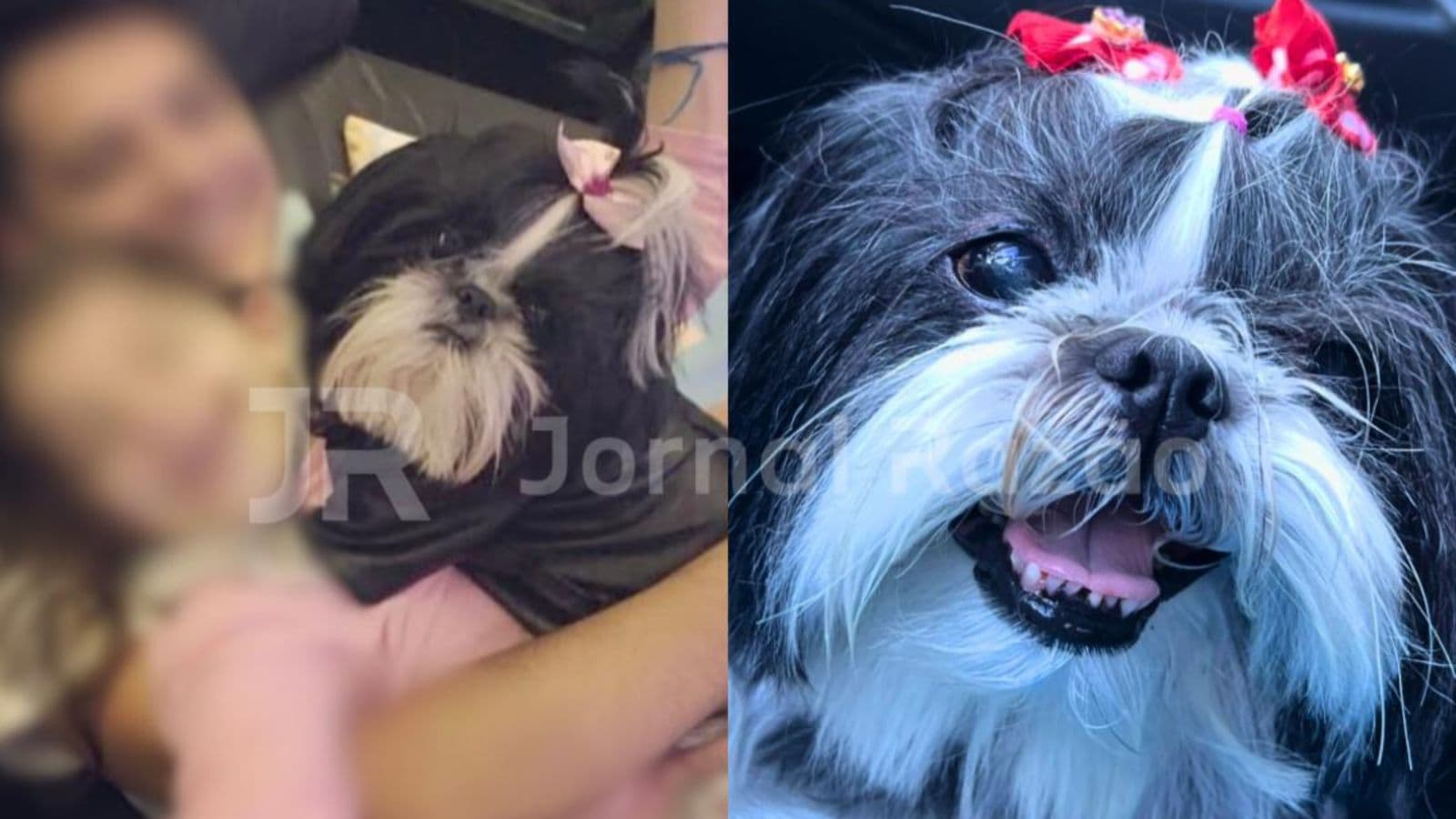 Cadelinha morre enforcada em pet shop de Florianópolis: “corda no pescoço”