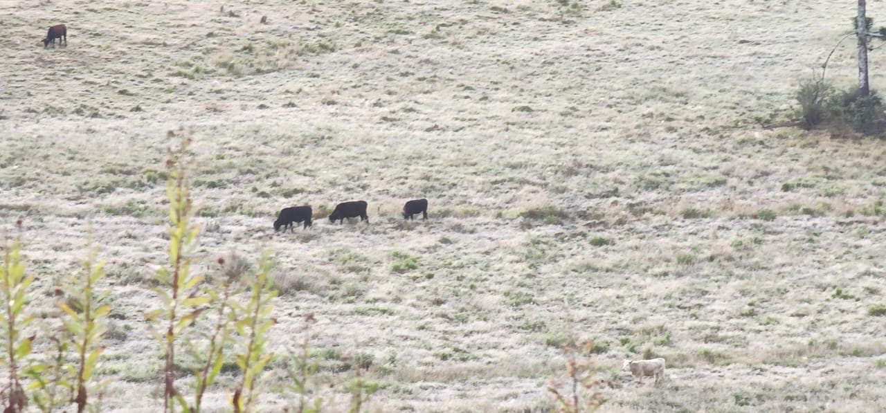 Geada volta a cobrir São Joaquim e termômetros marcam -1,9°C na Serra Catarinense