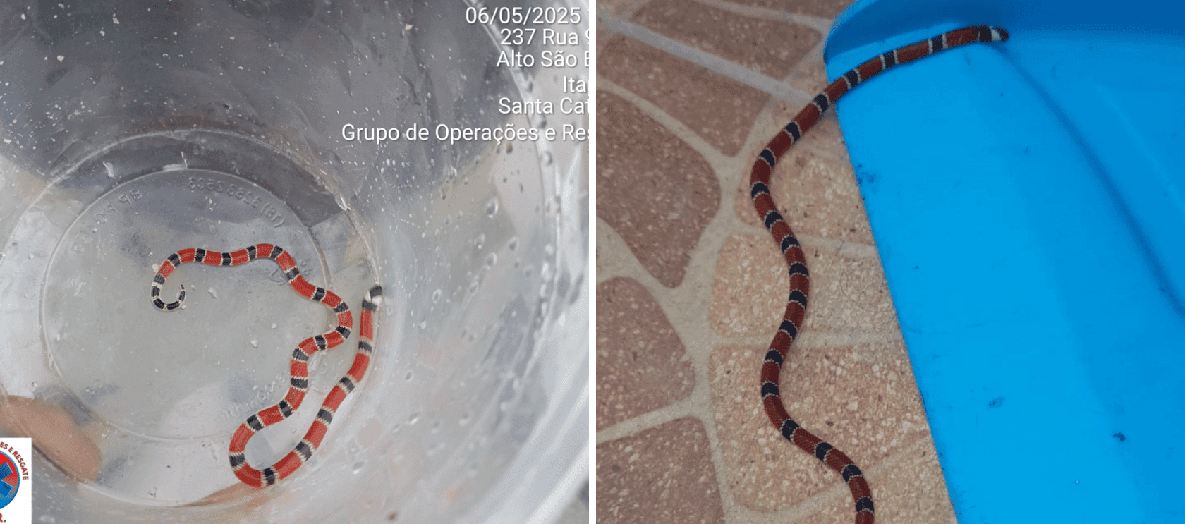 “Foi um baita susto”: moradora encontra cobra venenosa dentro da garagem em Itapema