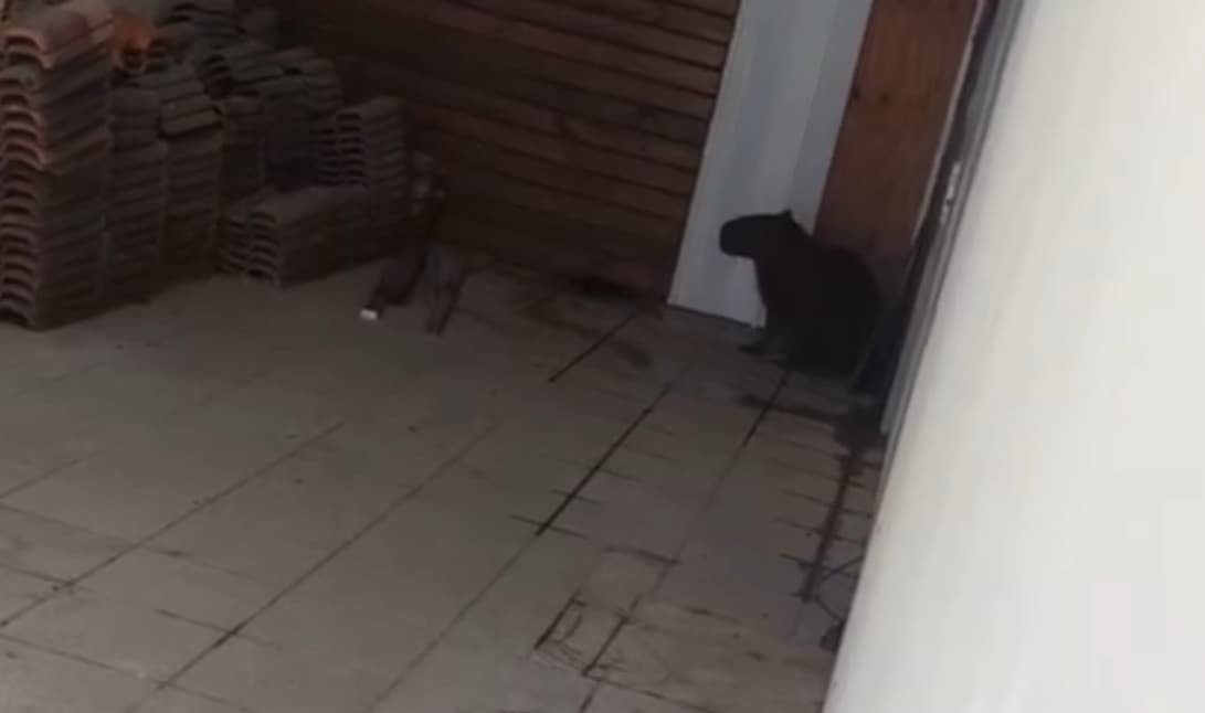 Morador de Tijucas acorda com visitante inusitado “esperando na garagem”