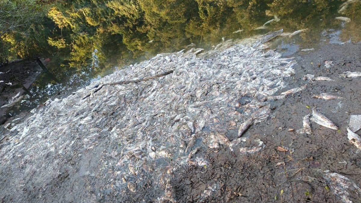 Furgão é flagrado despejando restos de peixe no Rio Piçarras