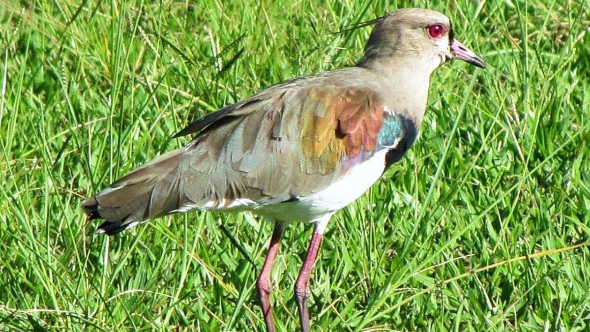 Santa Catarina investiga possível caso de gripe aviária em quero-quero