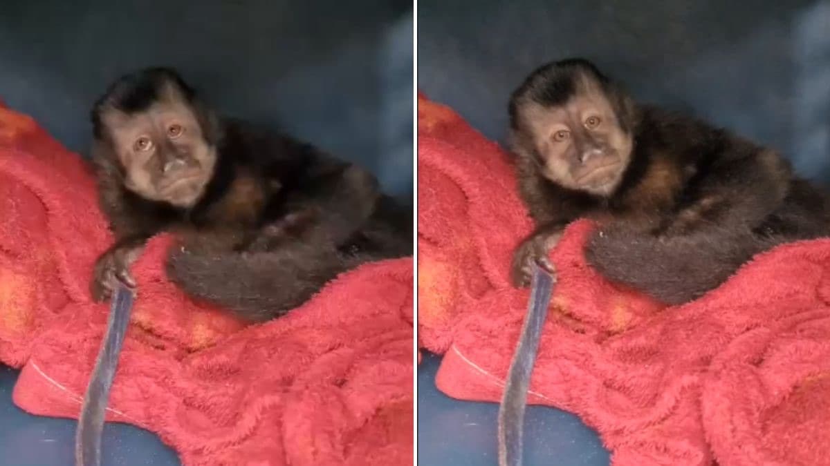 Homem compra macaco-prego por R$ 7 mil e acaba preso com documentos falsos