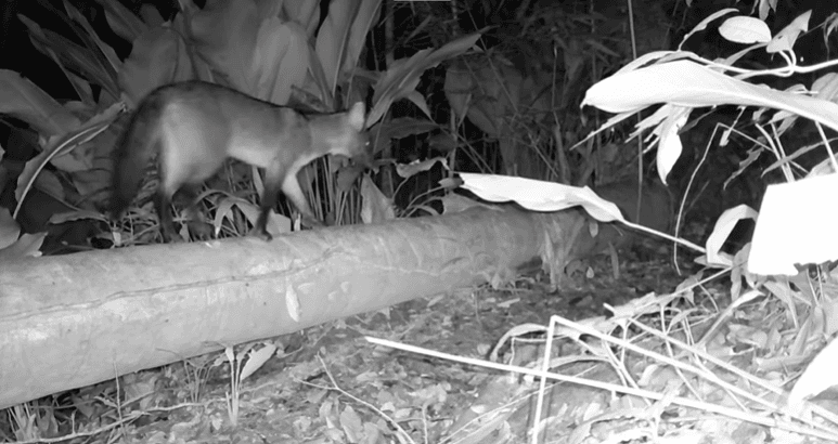 Câmeras flagram animal misterioso em reserva de Itapema; VEJA VÍDEO