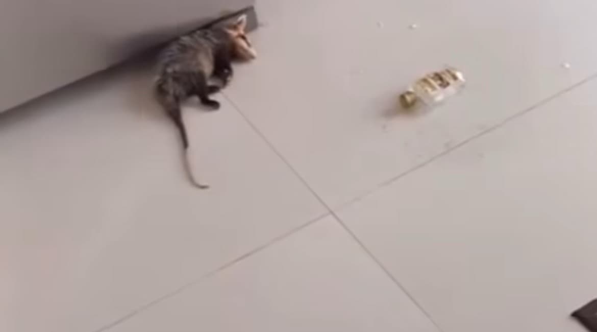 “Meliante de quatro patas”: gambá invade residência, bebe cachaça e dorme embriagado