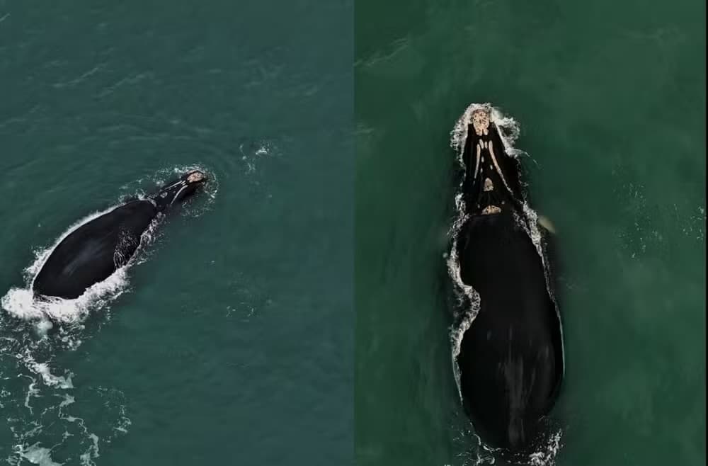 Espetáculo: baleias-francas surgem em praias catarinenses e fazem show; VEJA VÍDEO