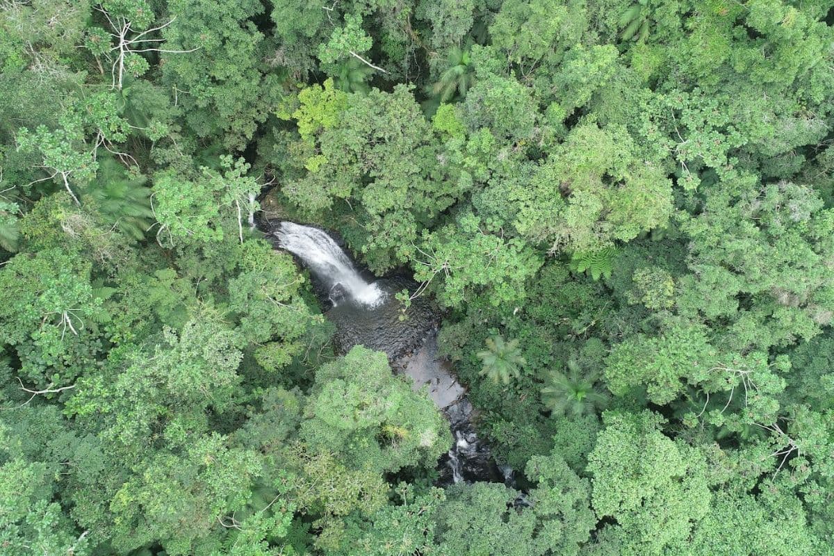 Desmatamento em Santa Catarina reduz 40% entre 2023 e 2024