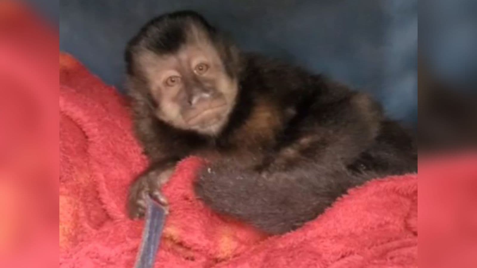 “Pai de macaco-prego” é preso por manter animal em casa e usar documento falso