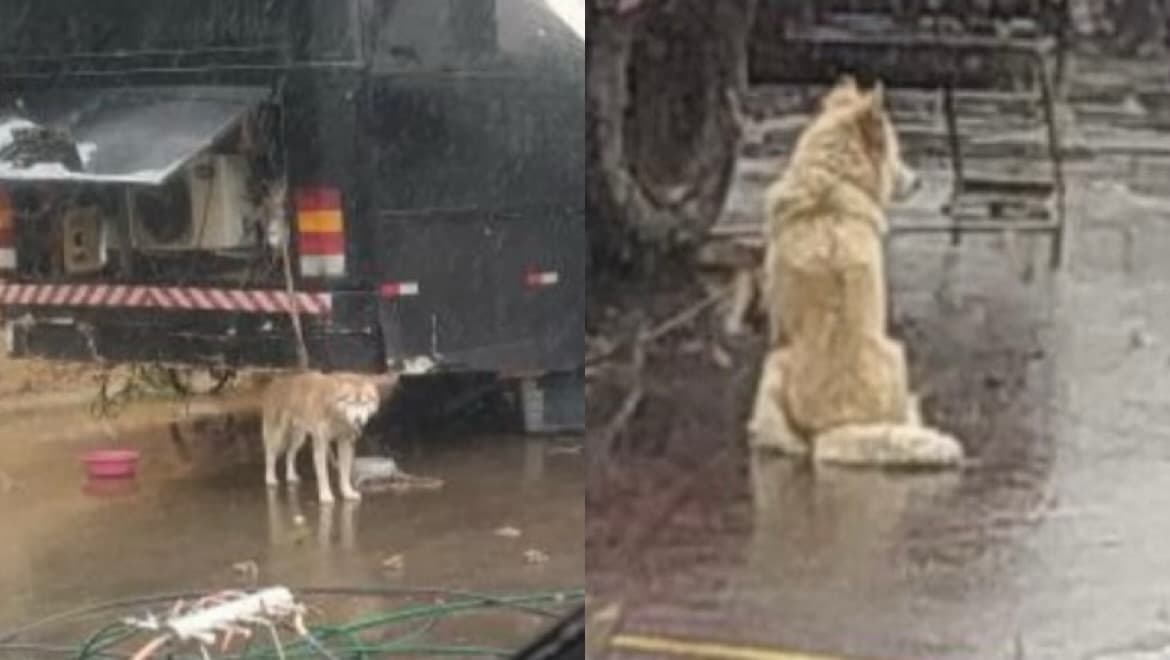 Circo em Blumenau é alvo de denúncia por supostos maus-tratos a cães