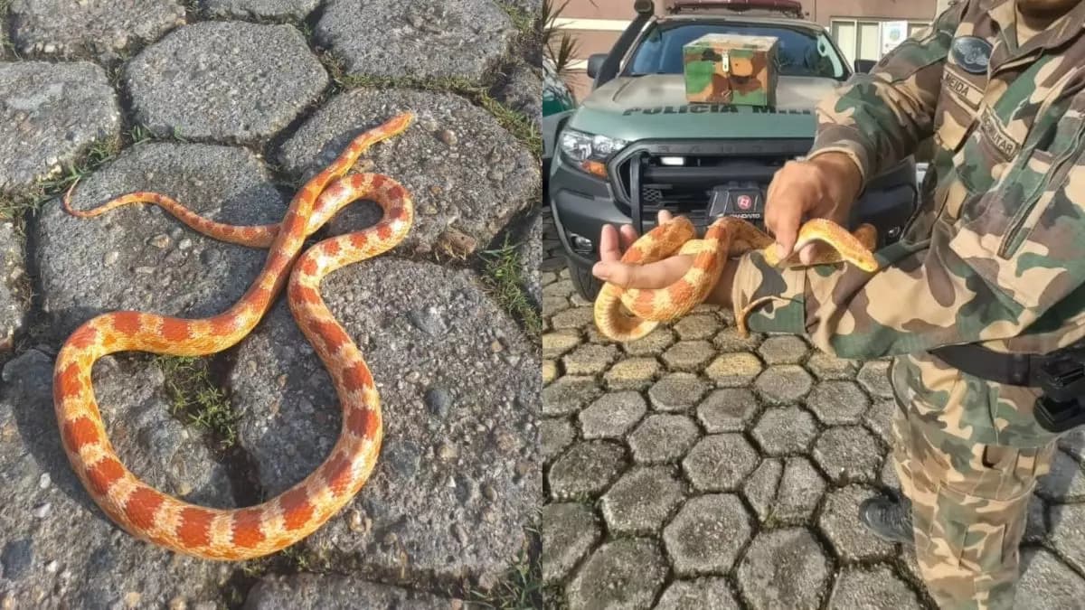 Serpente exótica dos EUA proibida no Brasil é encontrada em quintal de residência em SC