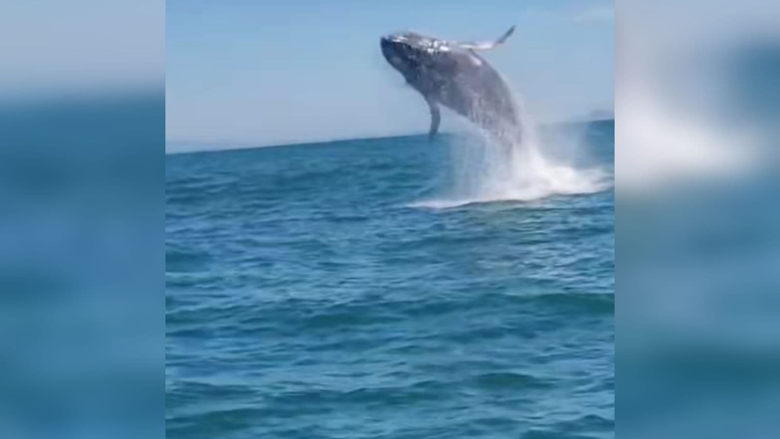 “É de arrepiar”: pescadores têm encontro inesquecível com baleia no mar de SC