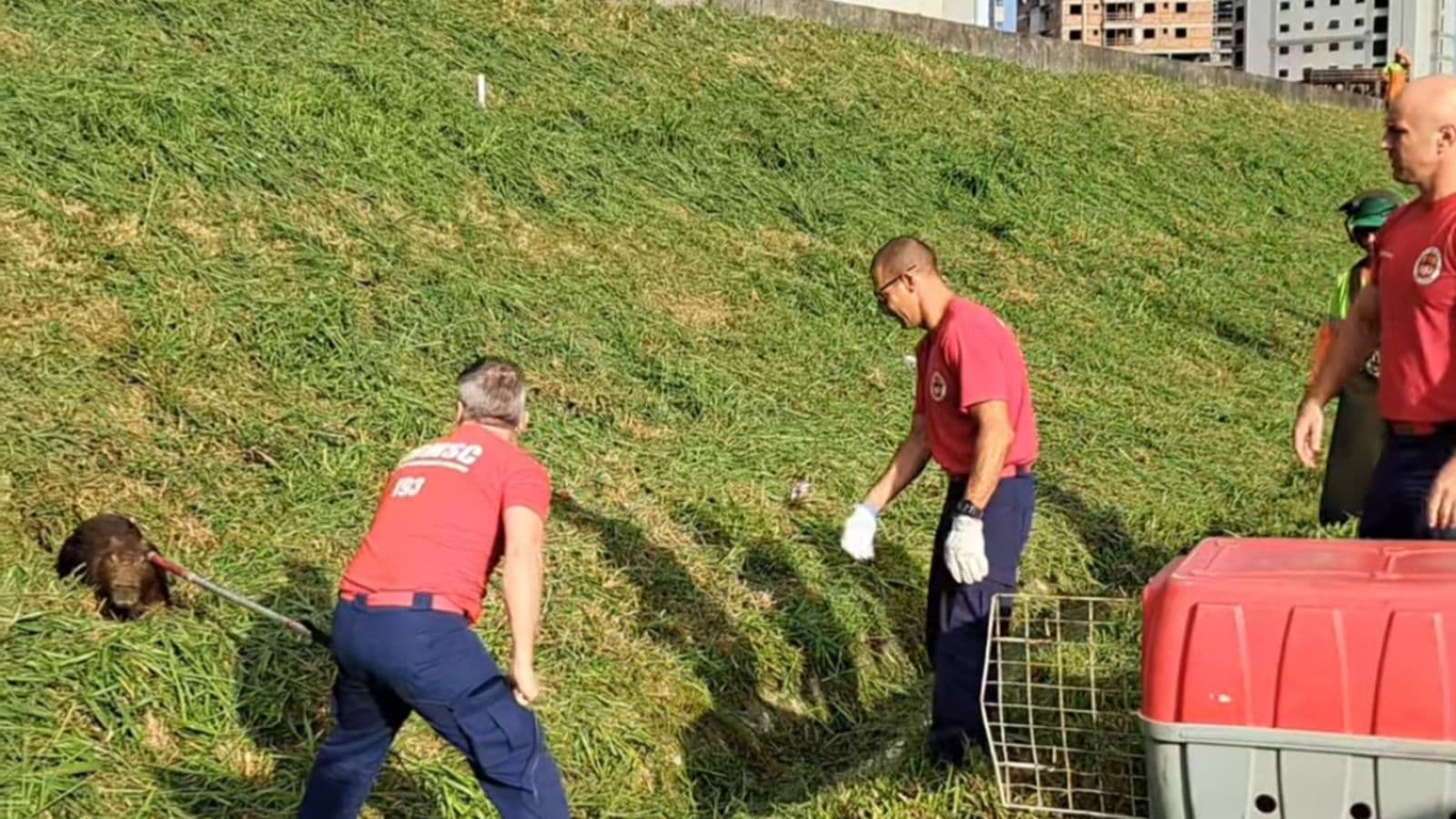 Bombeiros resgatam capivara na marginal da BR-101 em Itapema