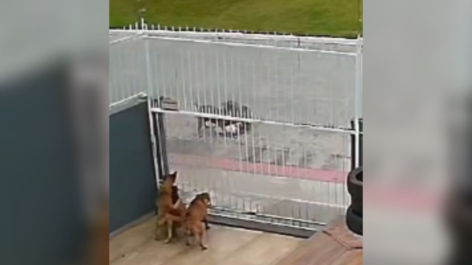 Pitbulls matam cachorrinha e revoltam moradores em São José