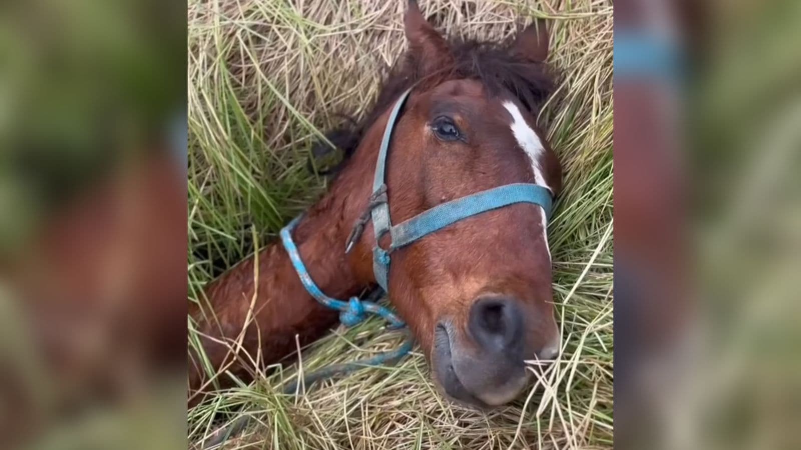 Fraco e sem forças, cavalo preso em buraco escapa da morte após resgate dos bombeiros em SC