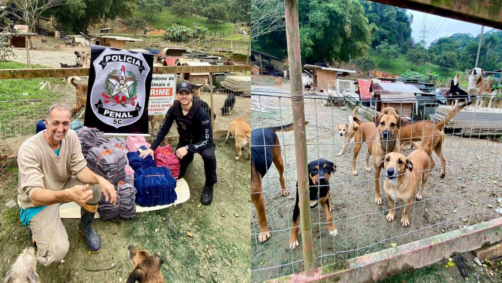 “Eles também sentem frio”: presidiários de SC fabricam mantinhas para cães de rua