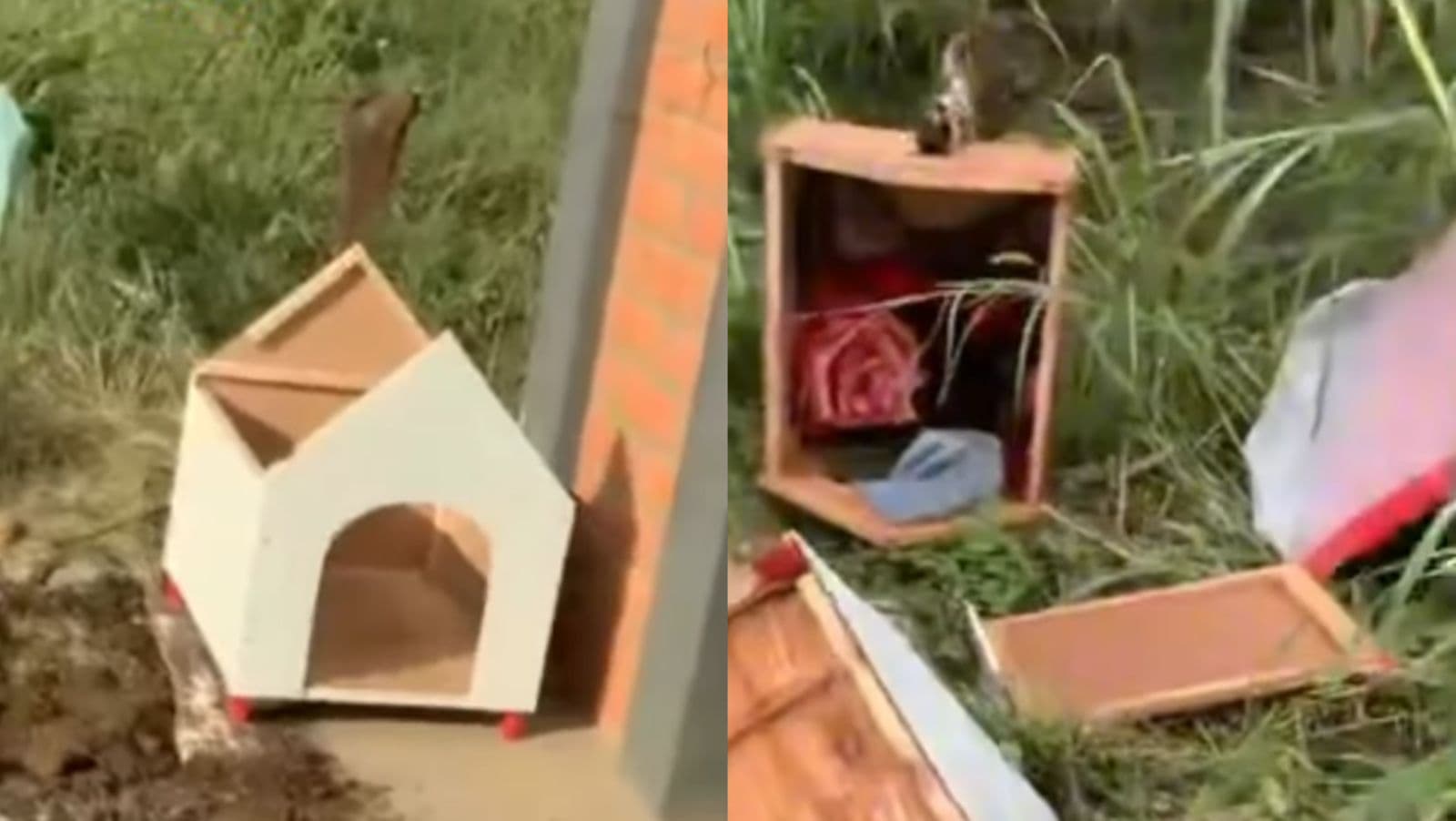Casinhas para cães de rua aparecem quebradas no mato em SC: “virou moda?”