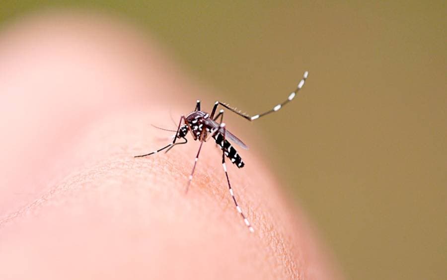 Dengue SC: Saúde registra mais de 45 mil focos do  mosquito Aedes aegypti no estado