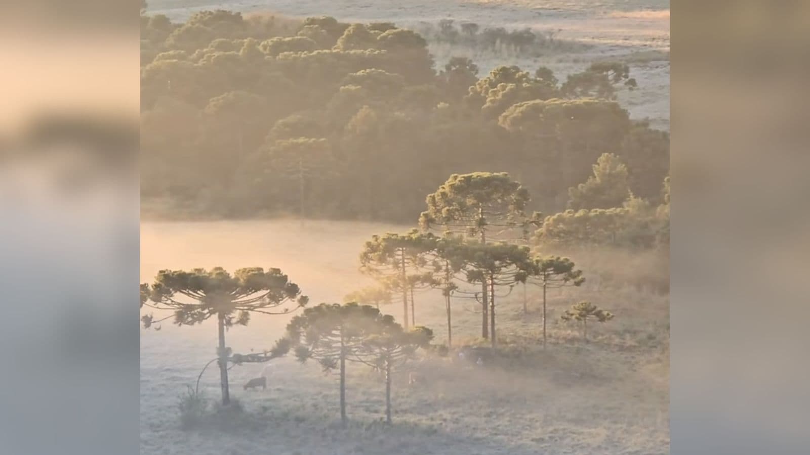 Frio intenso volta a castigar SC com mínimas de 0°C