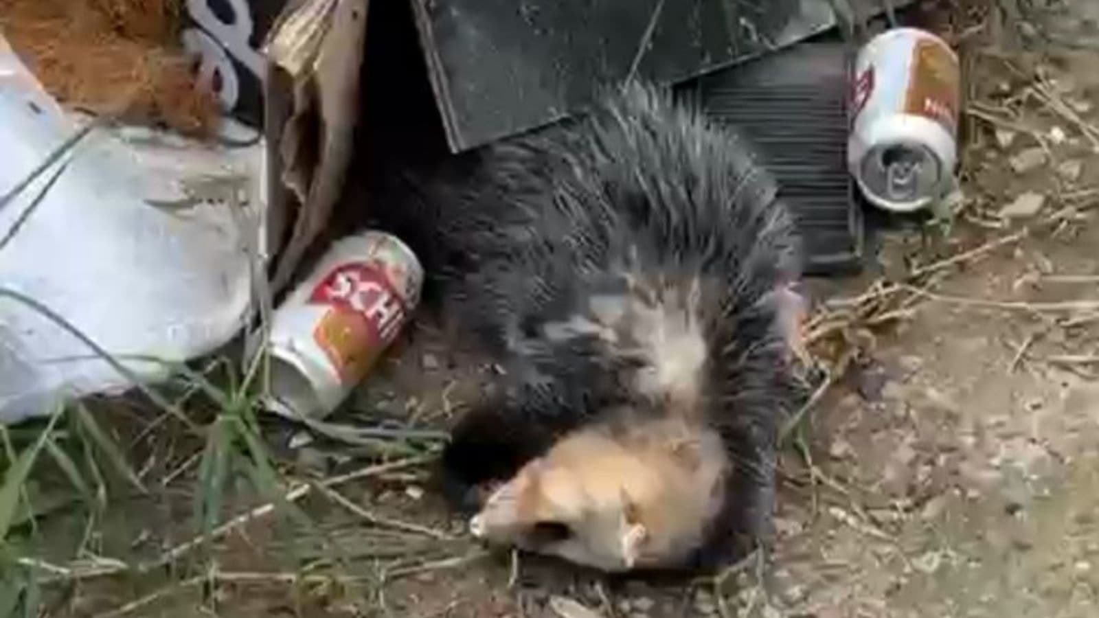 “Tá bêbado que nem um gambá”: morador de Tijucas flagra meliante de 4 patas dormindo após beber cerveja