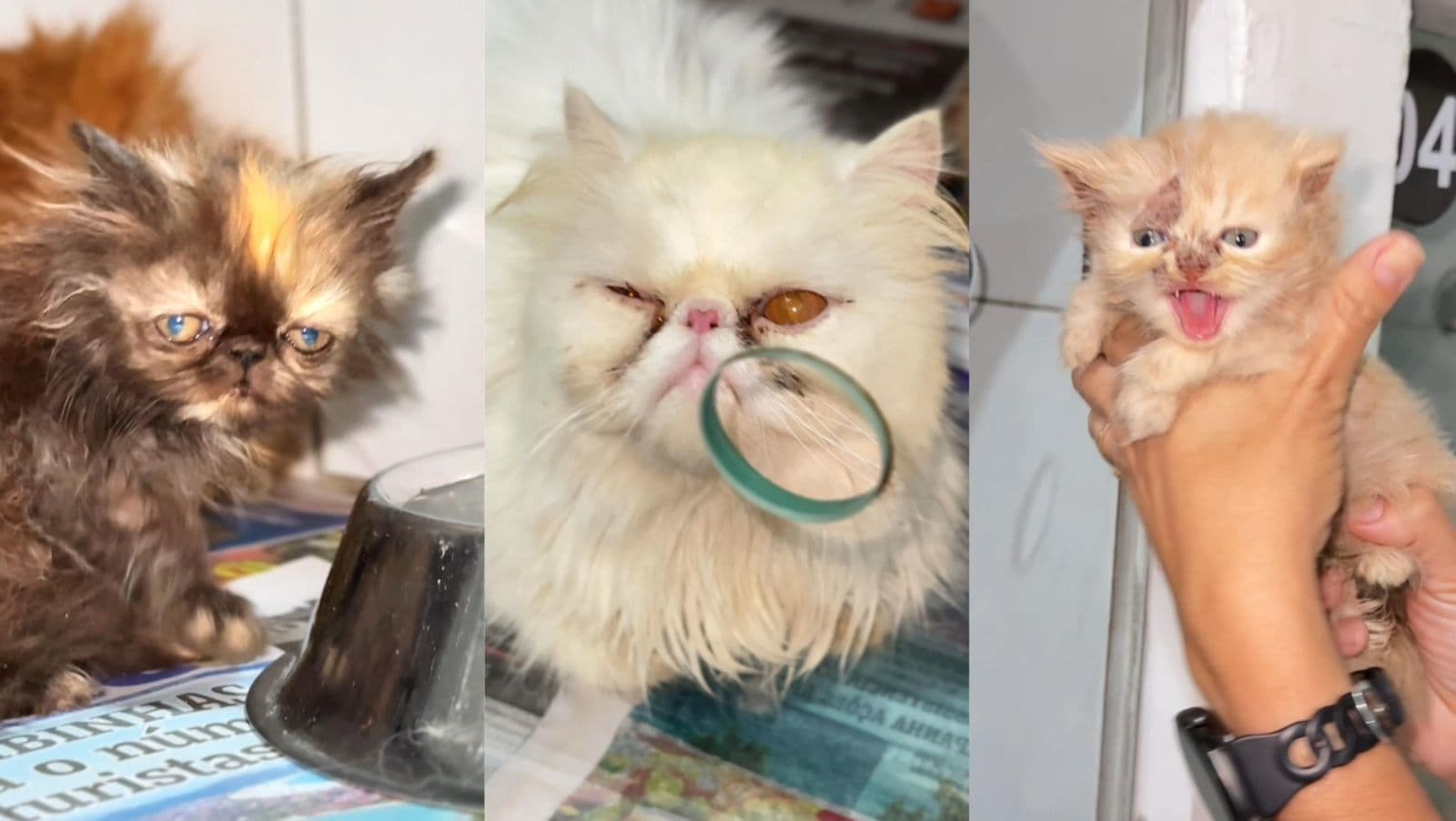 TIJUCAS: Mulher é presa e quase 50 gatos persas são resgatados de criadouro ilegal